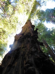 sequoia sempirvirens